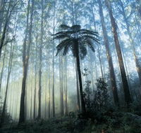 Yarra Ranges National Park - Tweed Heads Accommodation