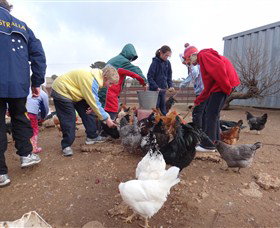 Bathurst Farm Experience - Tweed Heads Accommodation 2