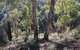 Mount Gray Walking Track - thumb 0
