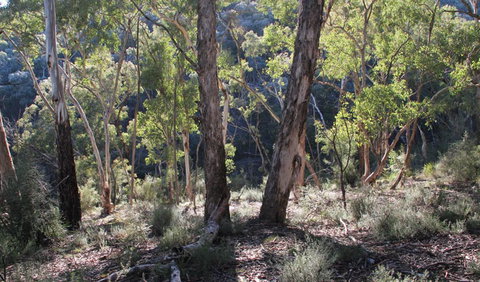 Mount Gray Walking Track - Tweed Heads Accommodation 0