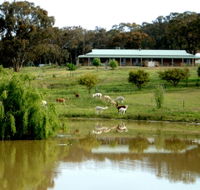 Clearview Alpacas - Tweed Heads Accommodation