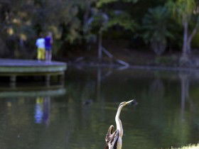 Birdwatching In The South Burnett - Tweed Heads Accommodation 0