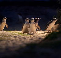 Phillip Island Nature Parks - Tweed Heads Accommodation