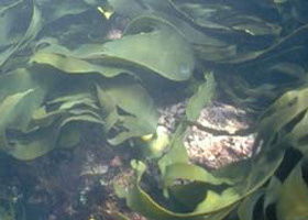 Churchill Island Marine National Park - Tweed Heads Accommodation 0