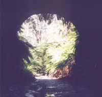 Glow Worm Tunnel - Tweed Heads Accommodation