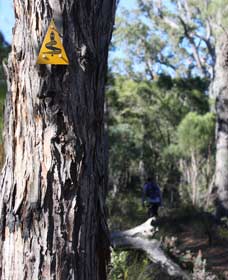 Mount Dale Walk Trail - Tweed Heads Accommodation 1