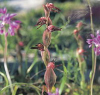Carnamah-Eneabba Wildflower Drive - Tweed Heads Accommodation