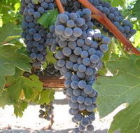 Joshuas Fault Wine - Tweed Heads Accommodation