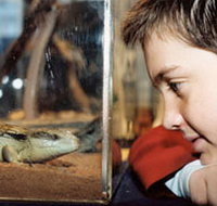 Canberra Reptile Zoo - Tweed Heads Accommodation