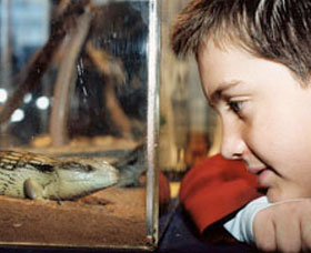 Canberra Reptile Zoo - Tweed Heads Accommodation 0