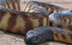 Canberra Reptile Zoo - thumb 1