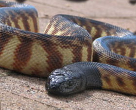 Canberra Reptile Zoo - Tweed Heads Accommodation 1