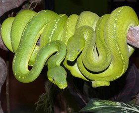Canberra Reptile Zoo - Tweed Heads Accommodation 2