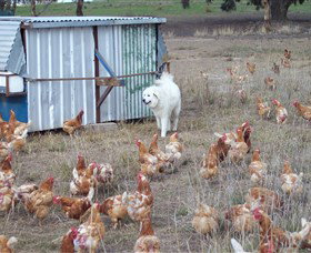 Northside Farmers Market - Tweed Heads Accommodation 1