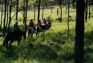 Hunter Valley Horse Riding And Adventures - Tweed Heads Accommodation 0