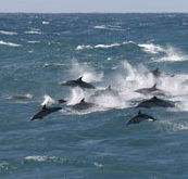 Tamboi Queen Cruises - Tweed Heads Accommodation