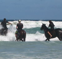 Pegasus Park Equestrian Centre - Tweed Heads Accommodation