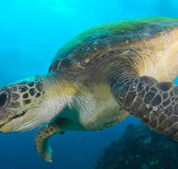Byron Bay Dive Centre - Tweed Heads Accommodation
