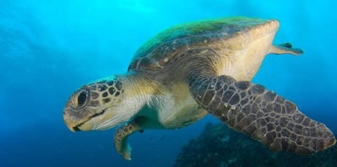 Byron Bay Dive Centre - Tweed Heads Accommodation 0
