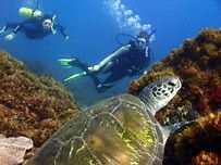 Byron Bay Dive Centre - Tweed Heads Accommodation 3