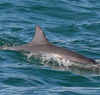 Byron Bay Dolphin Wildlife Tours - Tweed Heads Accommodation