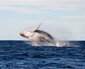 Manly Ocean Adventures - Tweed Heads Accommodation 4