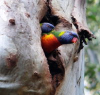 Cumberland State Forest - Tweed Heads Accommodation