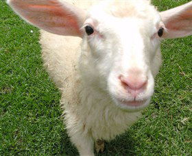 Golden Ridge Animal Farm - Tweed Heads Accommodation 0