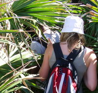 Palm Jungle loop track - Tweed Heads Accommodation