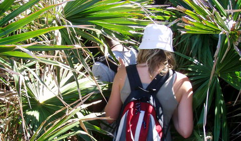 Palm Jungle Loop Track - Tweed Heads Accommodation 0