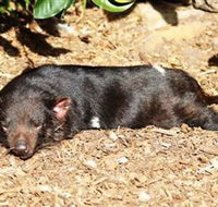 Symbio Wildlife Park - Tweed Heads Accommodation