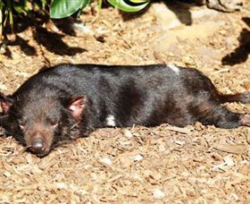 Symbio Wildlife Park - Tweed Heads Accommodation 0