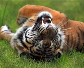 Symbio Wildlife Park - Tweed Heads Accommodation 6