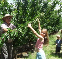Forest Range Cherries - Tweed Heads Accommodation