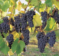 Hills Short Wine and Food Trail - Tweed Heads Accommodation