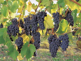 Hills Short Wine And Food Trail - Tweed Heads Accommodation 0