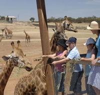 Monarto Open Range Zoo - Tweed Heads Accommodation
