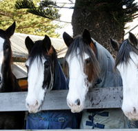 Victor Harbor Horse Drawn Tramway - Tweed Heads Accommodation