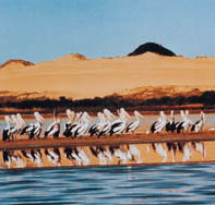 Coorong National Park - Tweed Heads Accommodation
