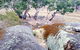 Tolmer Rocks - thumb 1