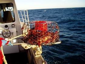 Lacepede Seafood - Tweed Heads Accommodation 1