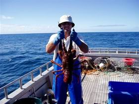 Lacepede Seafood - Tweed Heads Accommodation 2