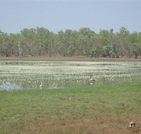 Leaning Tree Lagoon Nature Park - Tweed Heads Accommodation