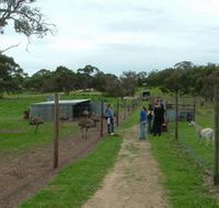 Avenue Emus - Tweed Heads Accommodation