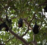 Manngarre Rainforest Walk - Tweed Heads Accommodation