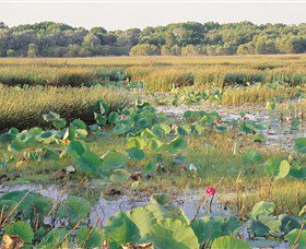 Fogg Dam Conservation Reserve - Tweed Heads Accommodation 0