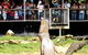 Crocodylus Park - thumb 0