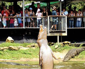 Crocodylus Park - Tweed Heads Accommodation 0