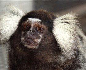 Crocodylus Park - Tweed Heads Accommodation 4