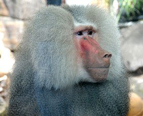 Crocodylus Park - Tweed Heads Accommodation 3